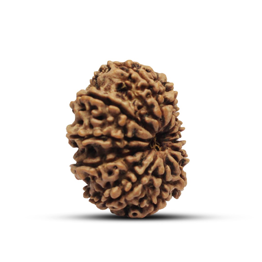"12 Mukhi Rudraksha from Nepal – A sacred bead infused with the divine energy of Lord Surya, enhancing leadership, confidence, and success."