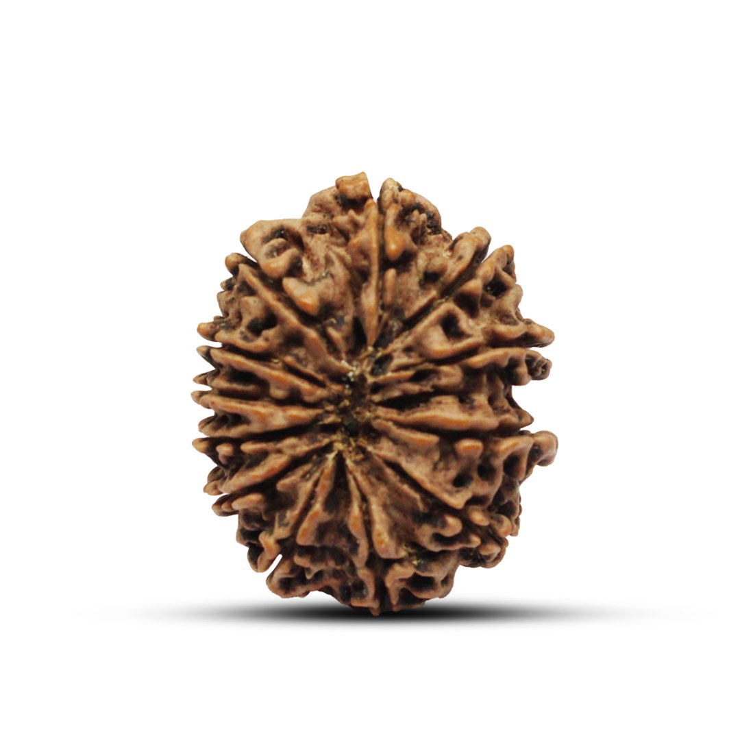 "12 Mukhi Rudraksha from Nepal – A sacred bead infused with the divine energy of Lord Surya, enhancing leadership, confidence, and success."