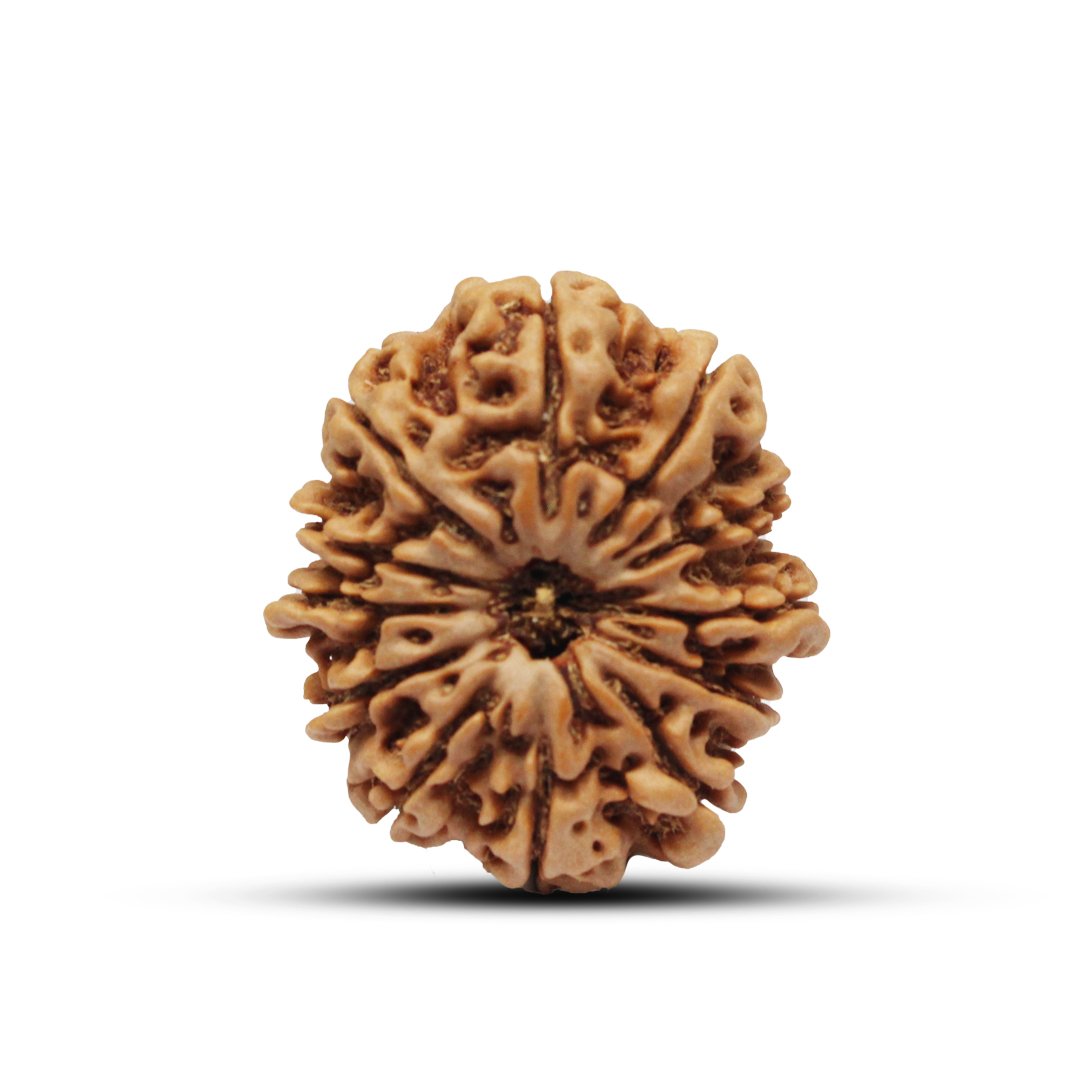 "12 Mukhi Rudraksha from Nepal – A sacred bead infused with the divine energy of Lord Surya, enhancing leadership, confidence, and success."