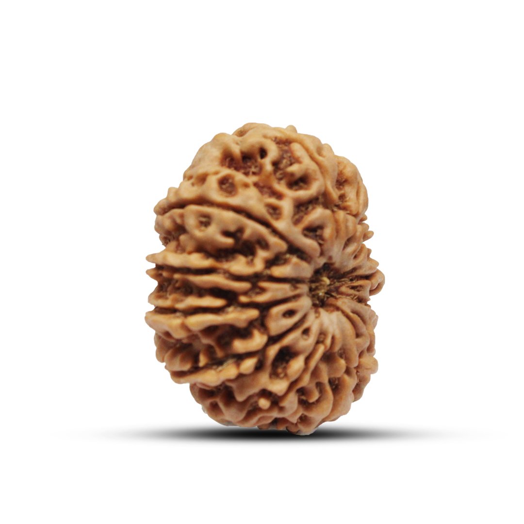 "12 Mukhi Rudraksha from Nepal – A sacred bead infused with the divine energy of Lord Surya, enhancing leadership, confidence, and success."