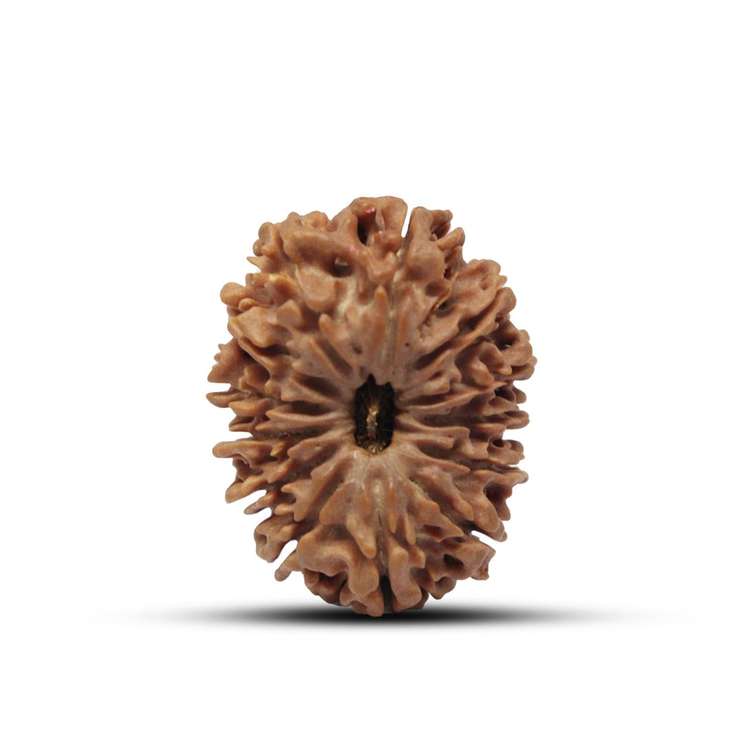 "13 Mukhi Rudraksha from Nepal – A sacred bead blessed by Lord Indra & Kamadeva, enhancing charisma, success, and spiritual powers."