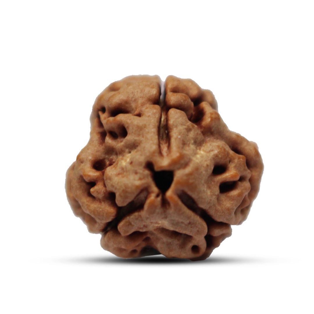 "3 Mukhi Rudraksha from Nepal – A sacred bead symbolizing purity, self-confidence, and spiritual transformation, blessed by Lord Agni (Fire God)."