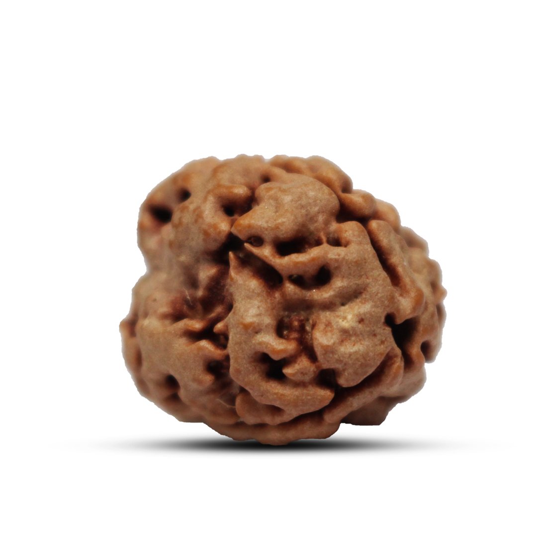 "3 Mukhi Rudraksha from Nepal – A sacred bead symbolizing purity, self-confidence, and spiritual transformation, blessed by Lord Agni (Fire God)."