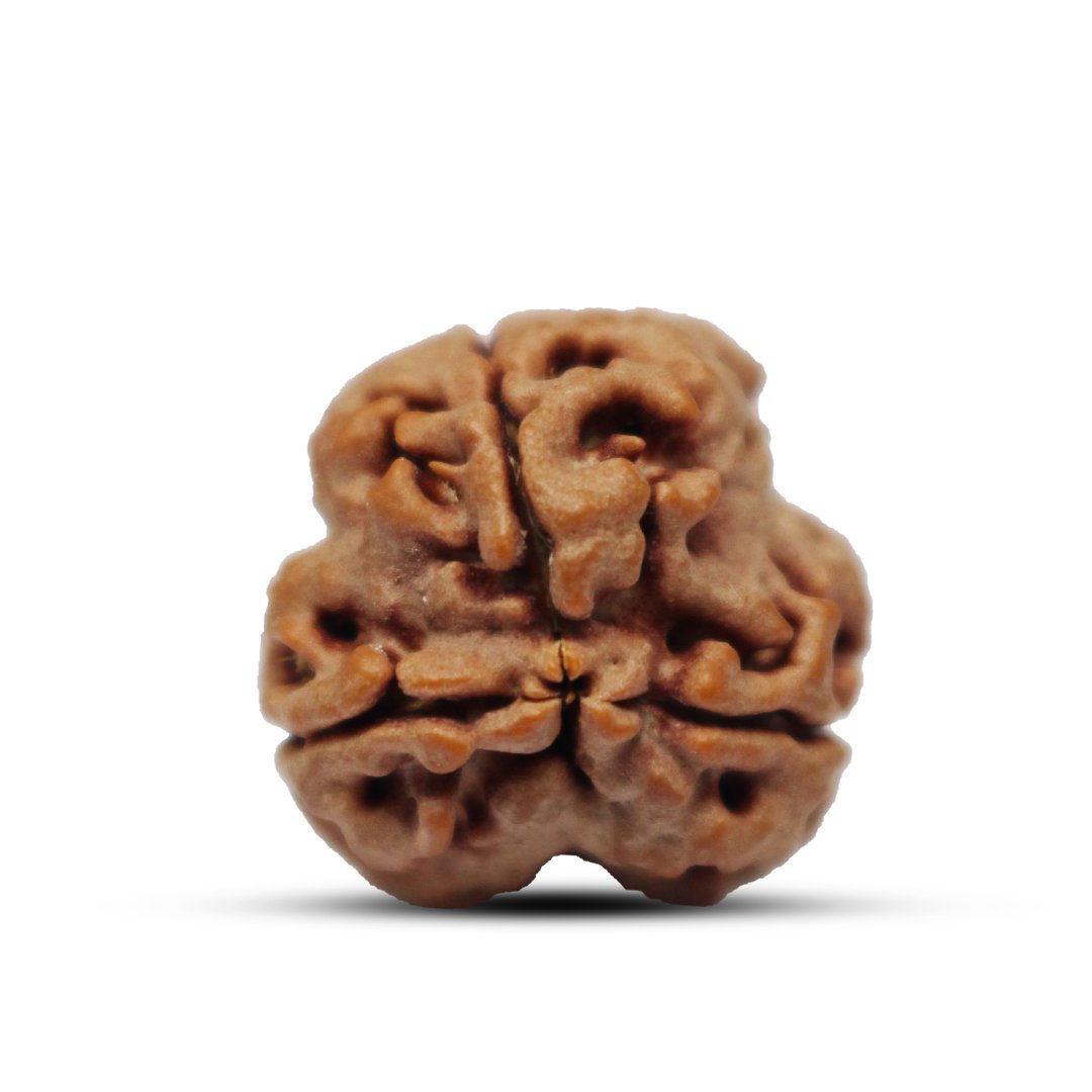 "3 Mukhi Rudraksha from Nepal – A sacred bead symbolizing purity, self-confidence, and spiritual transformation, blessed by Lord Agni (Fire God)."
