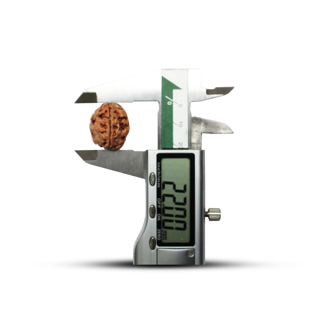 "3 Mukhi Rudraksha from Nepal – A sacred bead symbolizing purity, self-confidence, and spiritual transformation, blessed by Lord Agni (Fire God)."