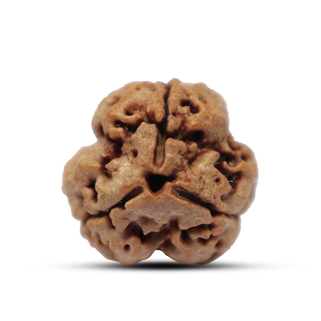 "3 Mukhi Rudraksha from Nepal – A sacred bead symbolizing purity, self-confidence, and spiritual transformation, blessed by Lord Agni (Fire God)."