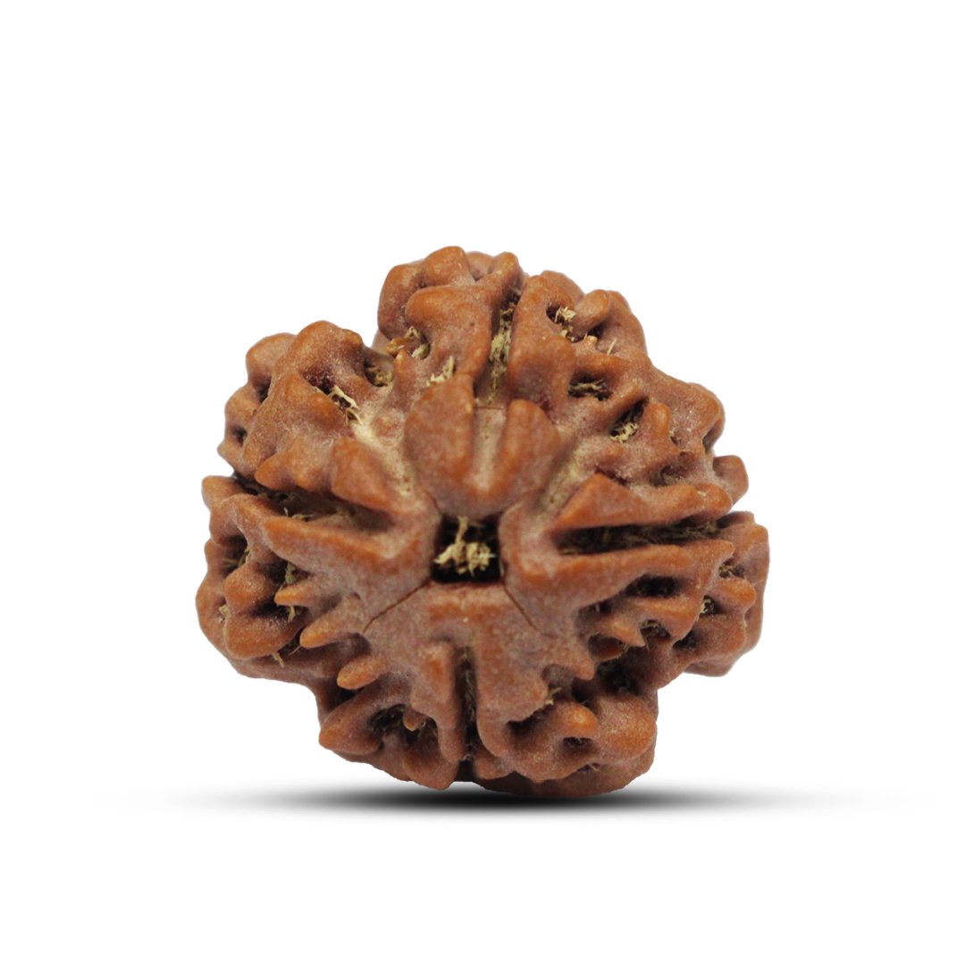 "4 Mukhi Rudraksha from Nepal – A sacred bead symbolizing wisdom, creativity, and clear communication, blessed by Lord Brahma."