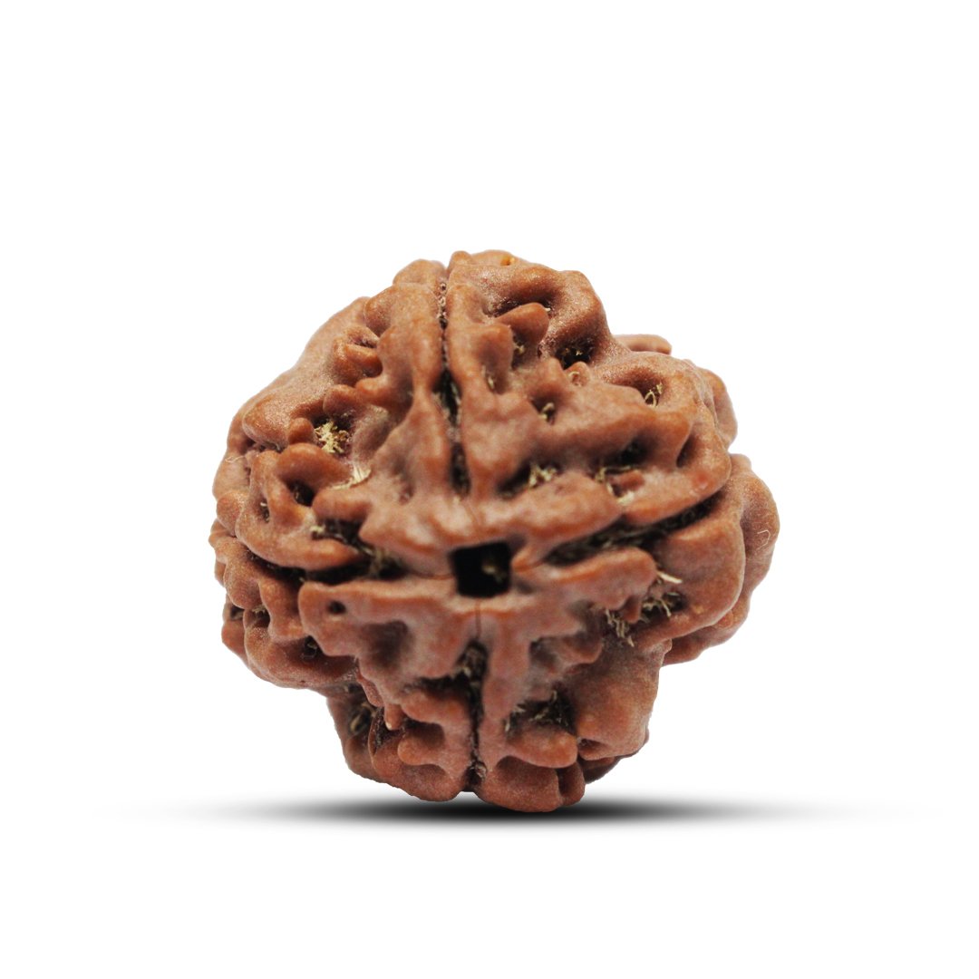 "4 Mukhi Rudraksha from Nepal – A sacred bead symbolizing wisdom, creativity, and clear communication, blessed by Lord Brahma."