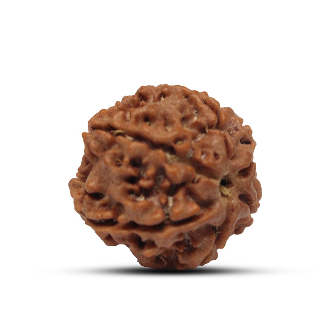 "6 Mukhi Rudraksha from Nepal – A sacred bead representing Lord Kartikeya, enhancing willpower, confidence, and wisdom."