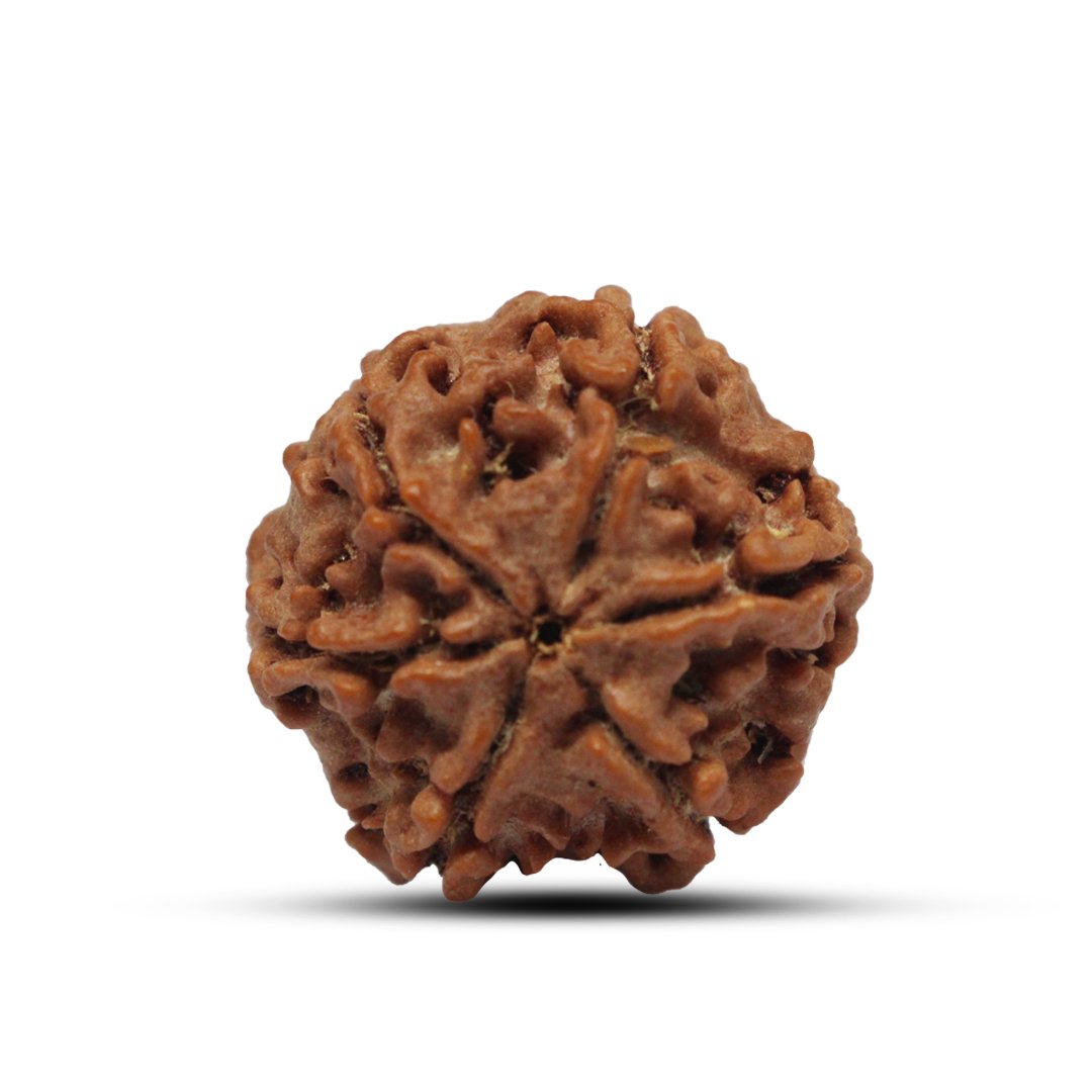 "6 Mukhi Rudraksha from Nepal – A sacred bead representing Lord Kartikeya, enhancing willpower, confidence, and wisdom."