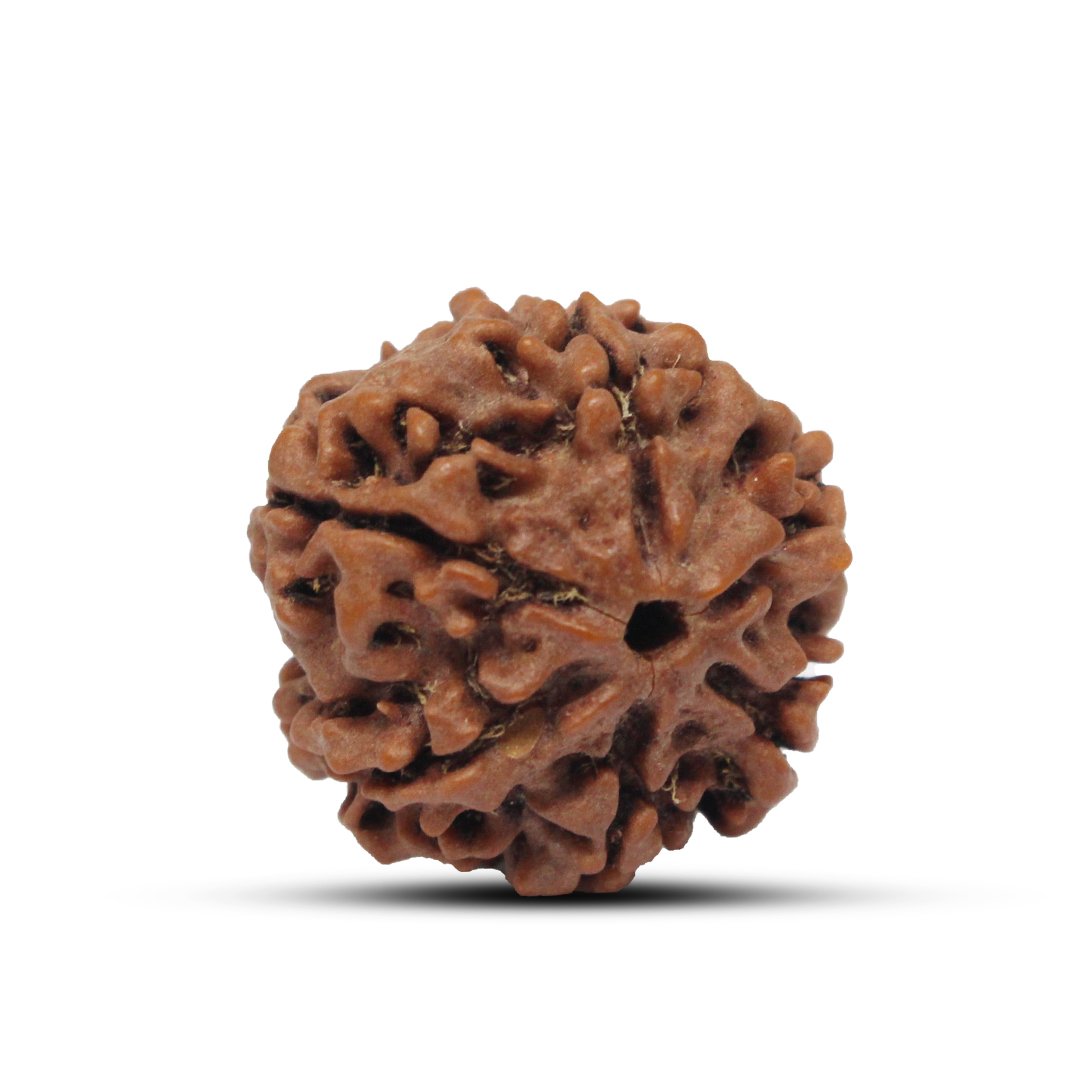 "6 Mukhi Rudraksha from Nepal – A sacred bead representing Lord Kartikeya, enhancing willpower, confidence, and wisdom."