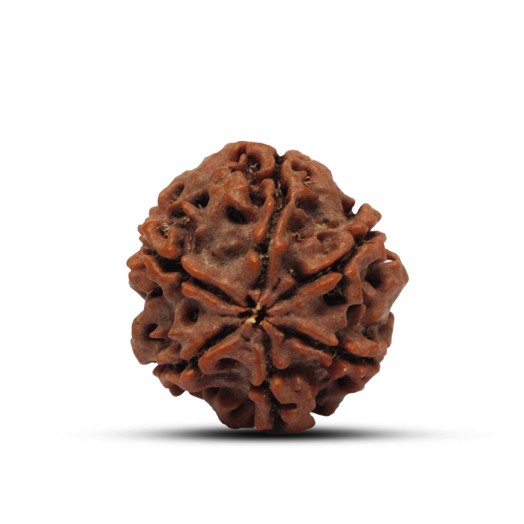 "6 Mukhi Rudraksha from Nepal – A sacred bead representing Lord Kartikeya, enhancing willpower, confidence, and wisdom."