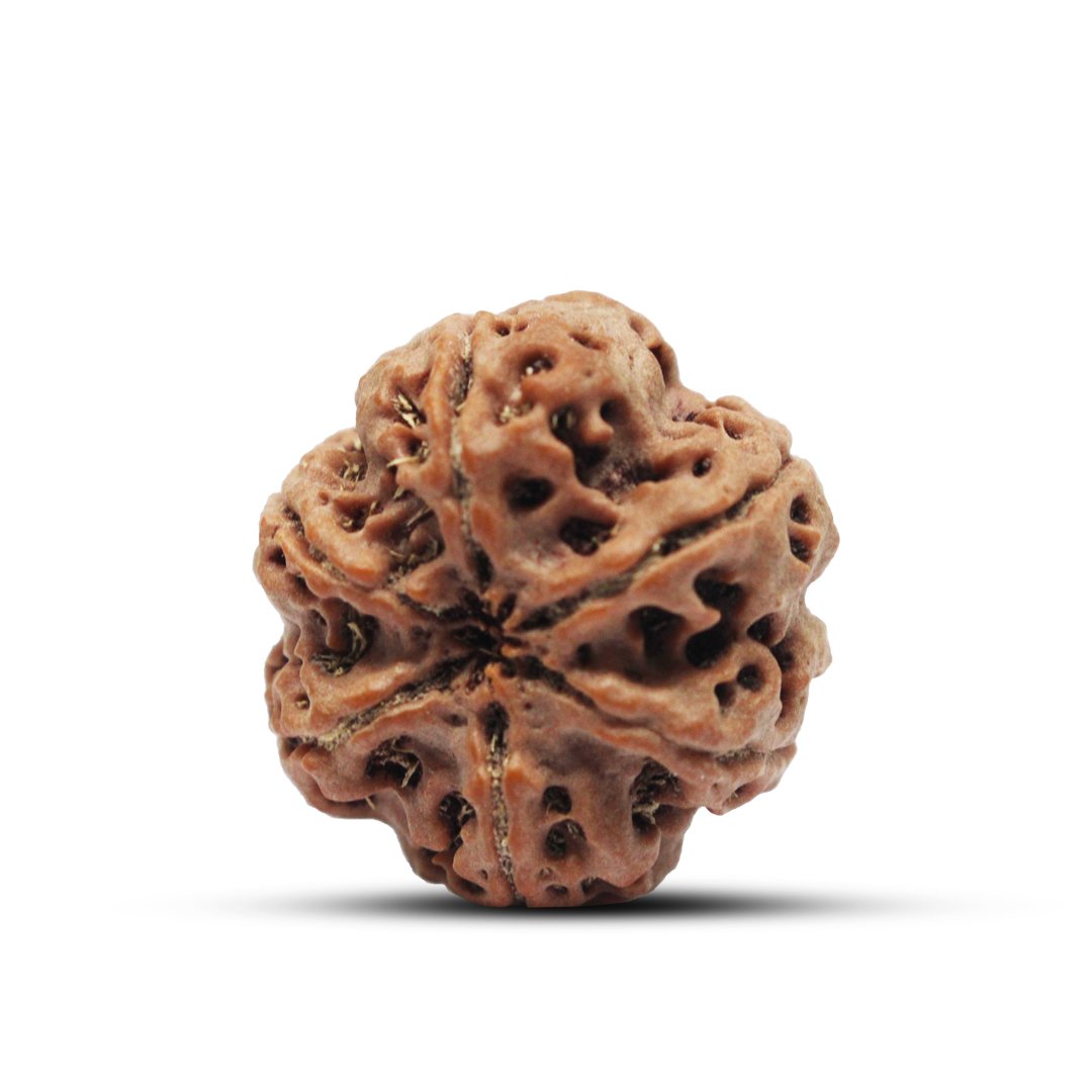 "6 Mukhi Rudraksha from Nepal – A sacred bead representing Lord Kartikeya, enhancing willpower, confidence, and wisdom."