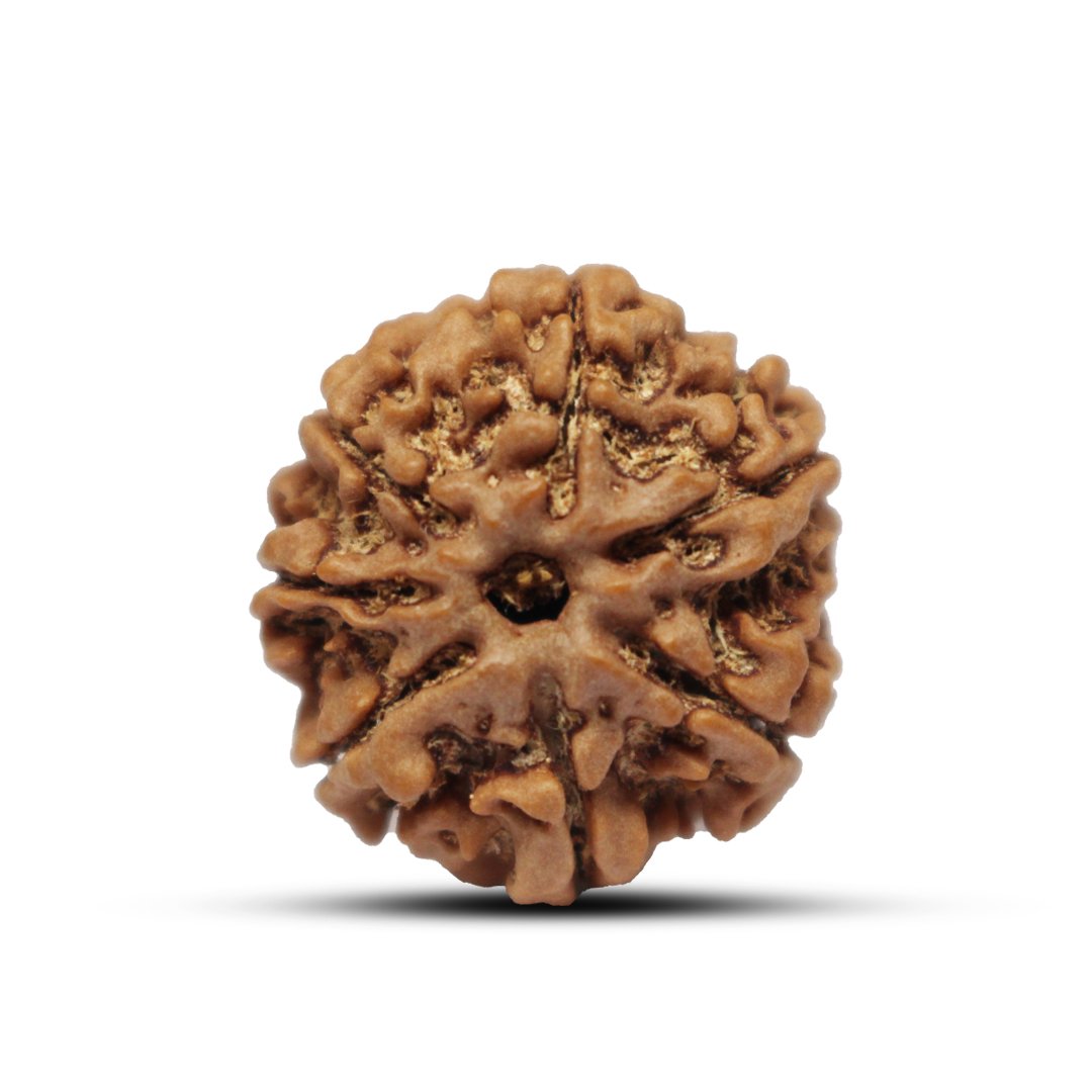 "7 Mukhi Rudraksha from Nepal – A sacred bead symbolizing Goddess Lakshmi, attracting wealth, prosperity, and success."
