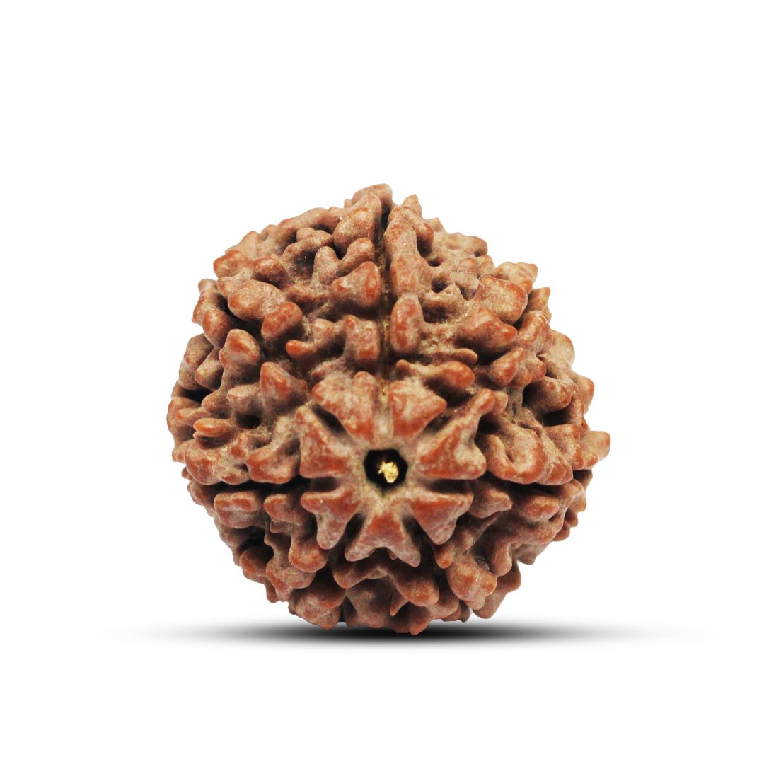 "7 Mukhi Rudraksha from Nepal – A sacred bead symbolizing Goddess Lakshmi, attracting wealth, prosperity, and success."