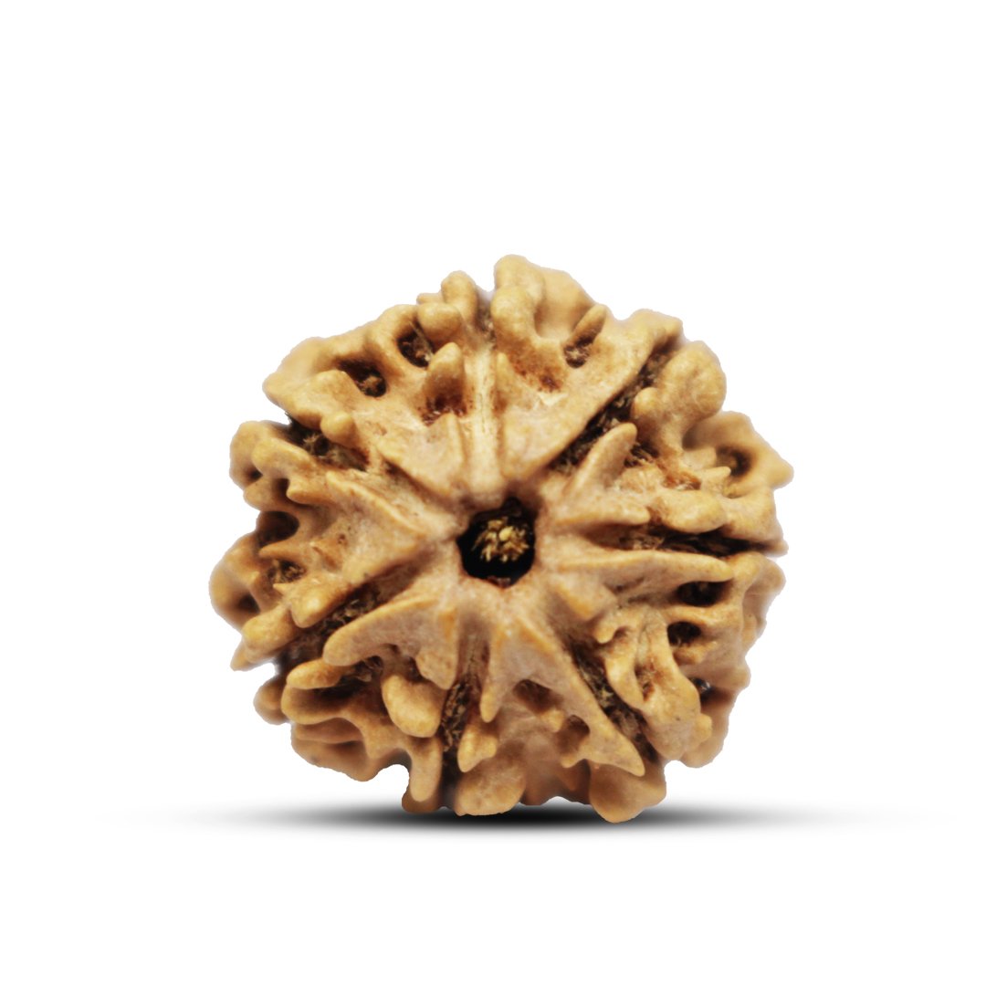 7 Mukhi Rudraksha from Nepal - 21mm - Original, Certified & Energized | Rudrastu