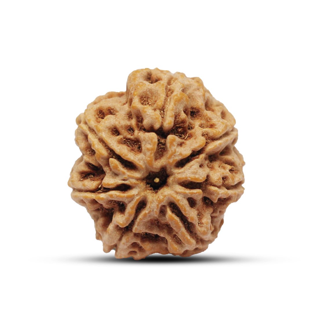 "7 Mukhi Rudraksha from Nepal – A sacred bead symbolizing Goddess Lakshmi, attracting wealth, prosperity, and success."
