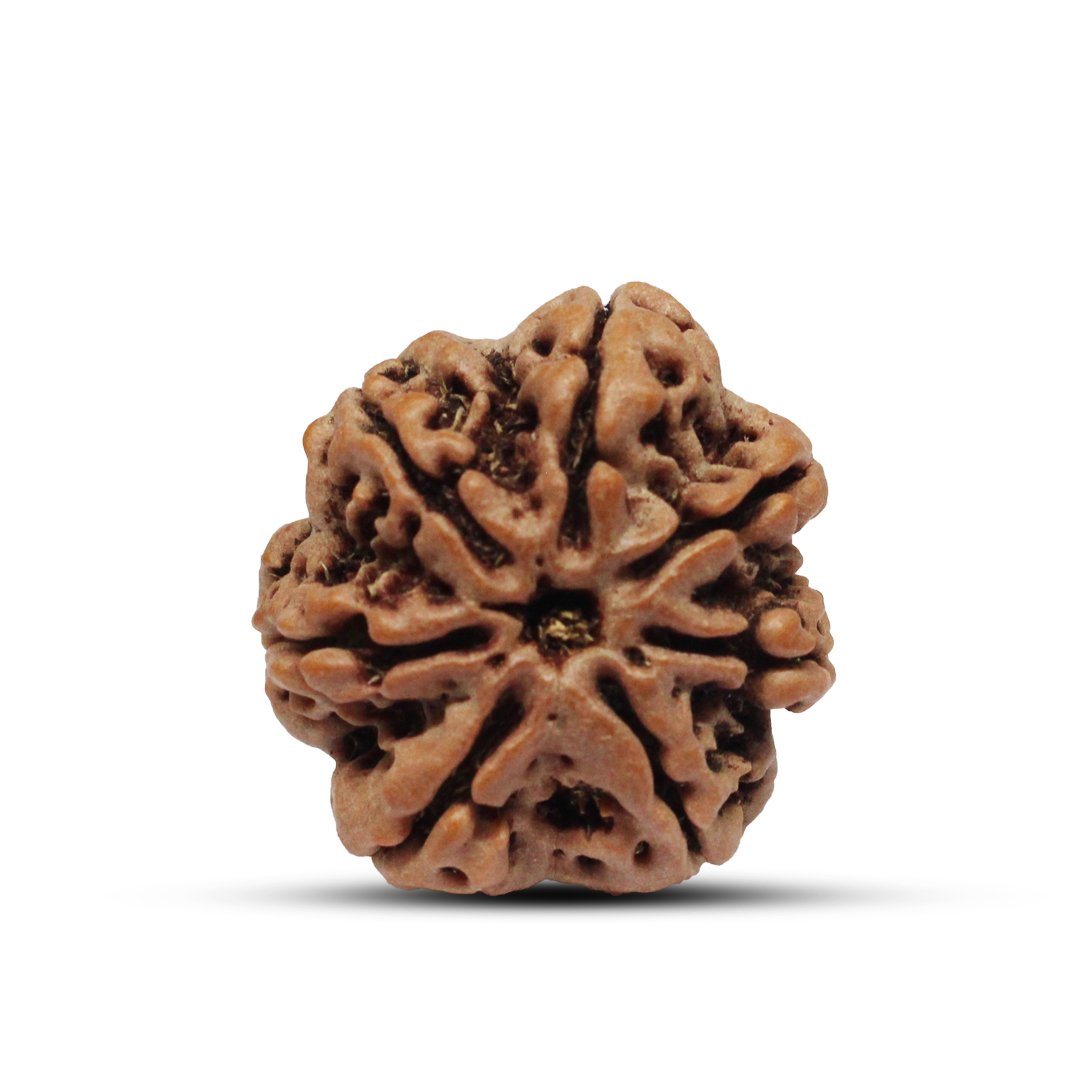 "7 Mukhi Rudraksha from Nepal – A sacred bead symbolizing Goddess Lakshmi, attracting wealth, prosperity, and success."
