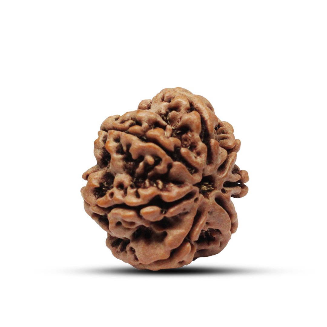 "7 Mukhi Rudraksha from Nepal – A sacred bead symbolizing Goddess Lakshmi, attracting wealth, prosperity, and success."