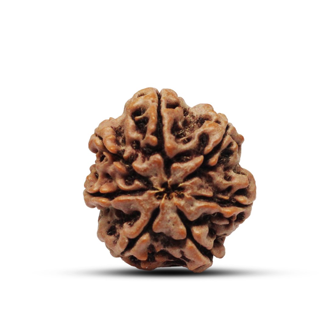 "7 Mukhi Rudraksha from Nepal – A sacred bead symbolizing Goddess Lakshmi, attracting wealth, prosperity, and success."