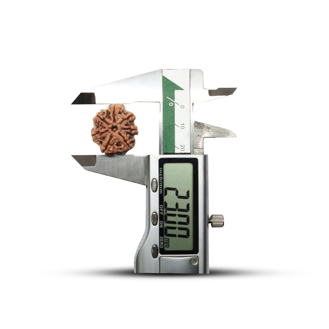 "7 Mukhi Rudraksha from Nepal – A sacred bead symbolizing Goddess Lakshmi, attracting wealth, prosperity, and success."