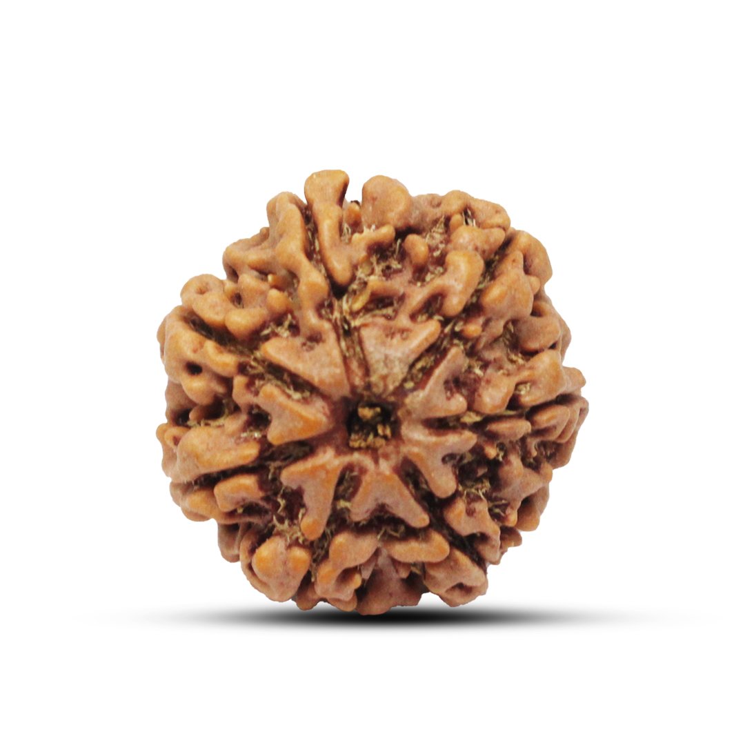 "7 Mukhi Rudraksha from Nepal – A sacred bead symbolizing Goddess Lakshmi, attracting wealth, prosperity, and success."