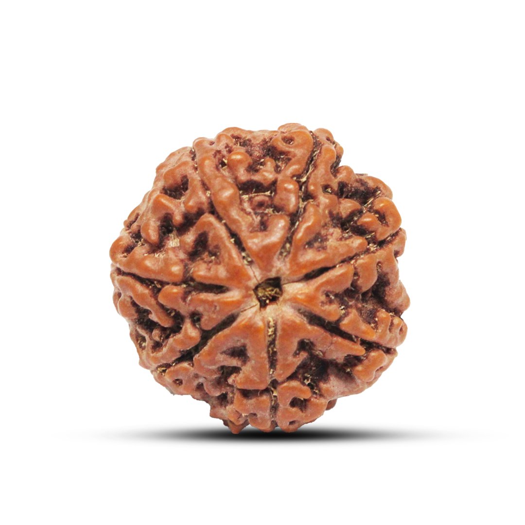 "7 Mukhi Rudraksha from Nepal – A sacred bead symbolizing Goddess Lakshmi, attracting wealth, prosperity, and success."
