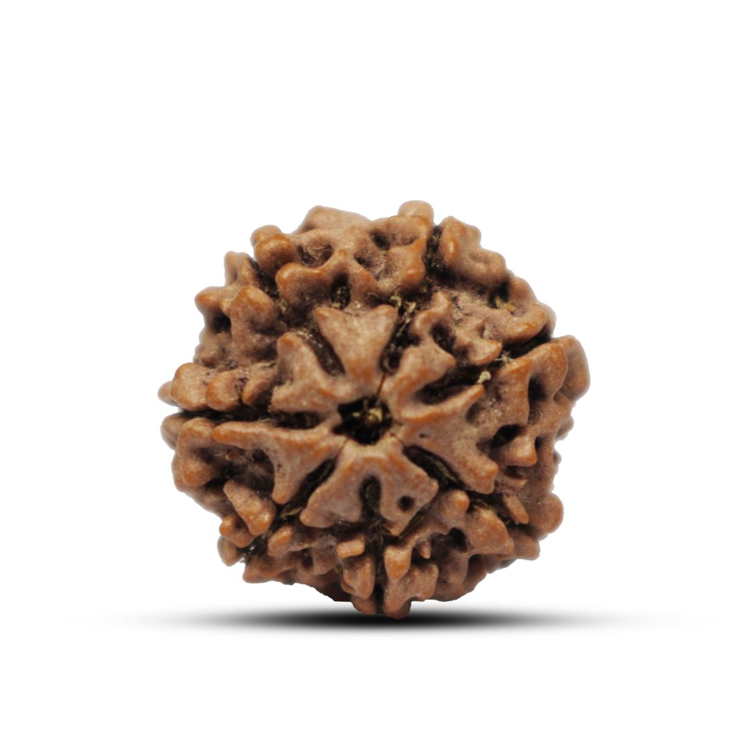 "7 Mukhi Rudraksha from Nepal – A sacred bead symbolizing Goddess Lakshmi, attracting wealth, prosperity, and success."