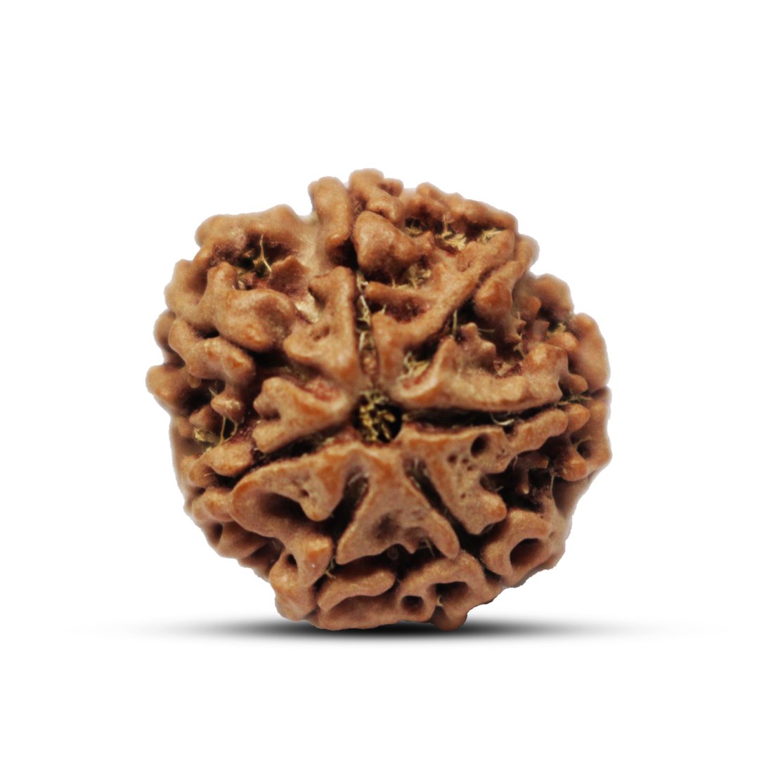 "7 Mukhi Rudraksha from Nepal – A sacred bead symbolizing Goddess Lakshmi, attracting wealth, prosperity, and success."