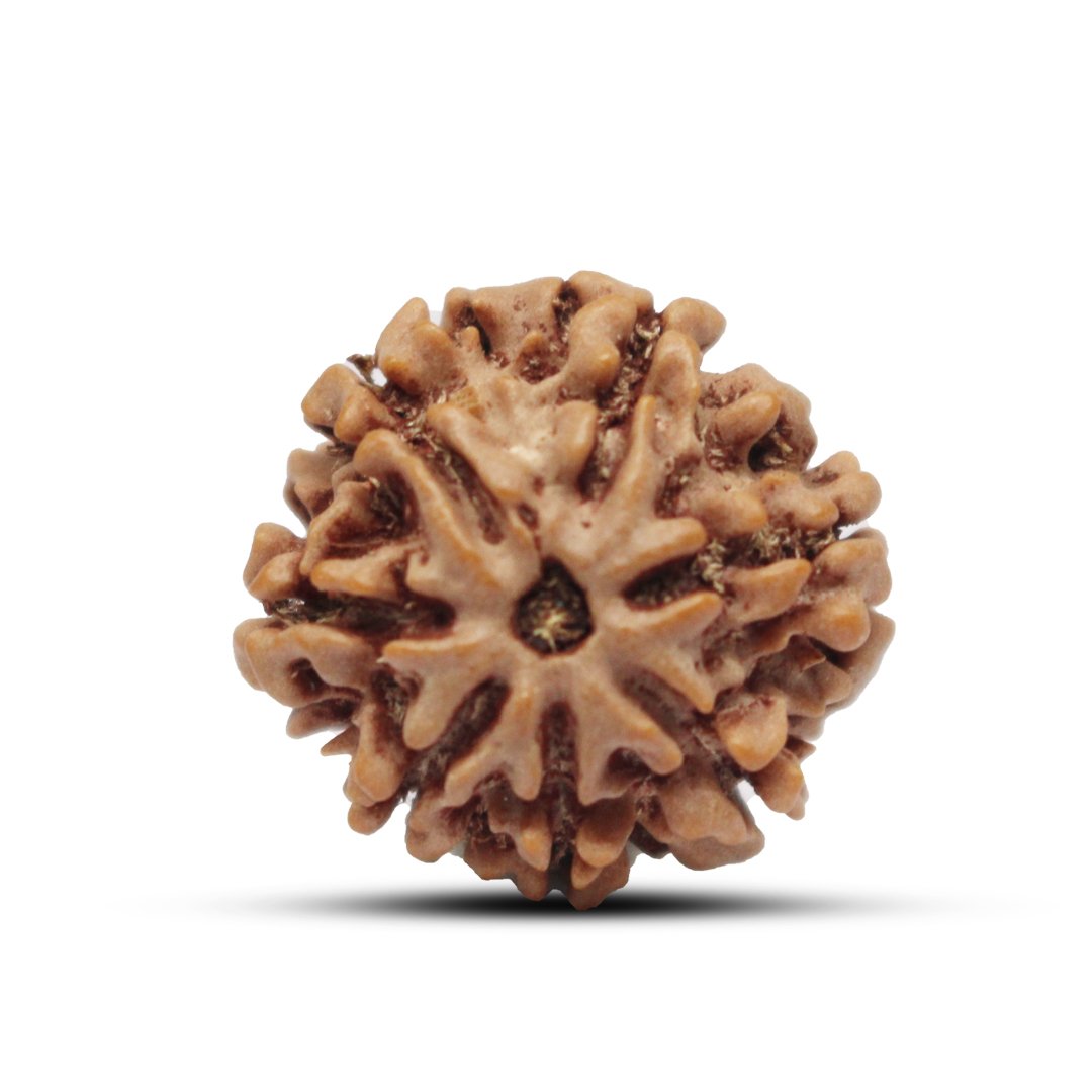 "7 Mukhi Rudraksha from Nepal – A sacred bead symbolizing Goddess Lakshmi, attracting wealth, prosperity, and success."