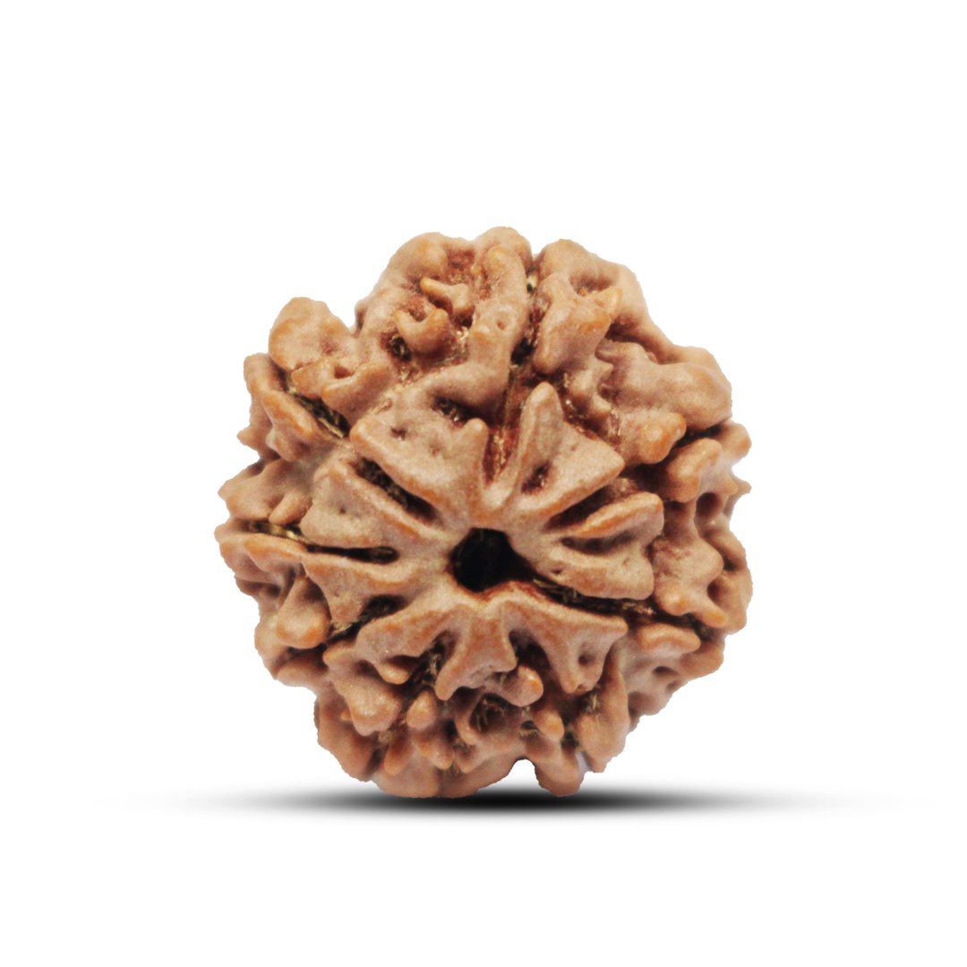 "8 Mukhi Rudraksha from Nepal – A sacred bead representing Lord Ganesha, removing obstacles and bringing wisdom, success, and stability."