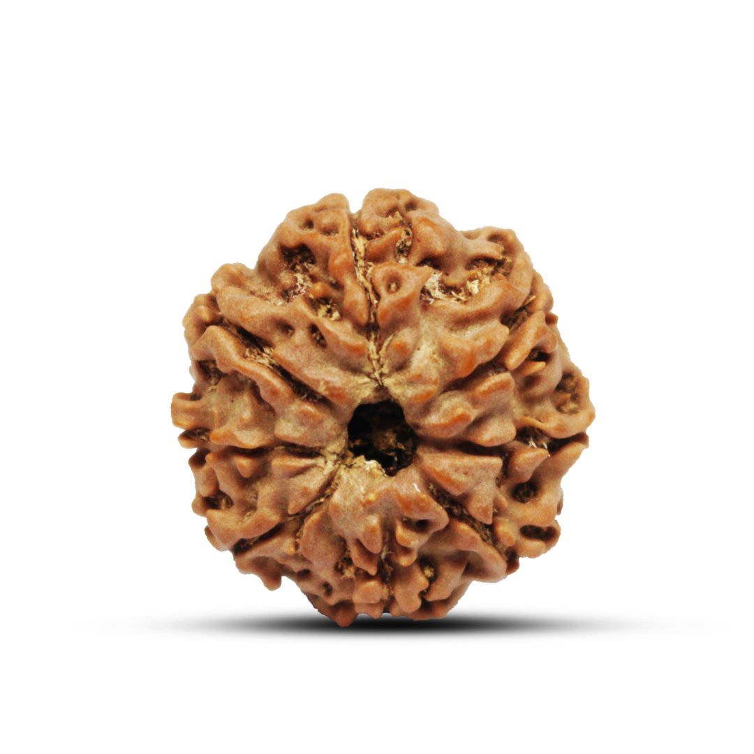 "8 Mukhi Rudraksha from Nepal – A sacred bead representing Lord Ganesha, removing obstacles and bringing wisdom, success, and stability."