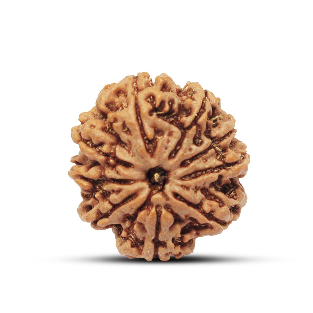 "9 Mukhi Rudraksha from Nepal – A sacred bead representing Goddess Durga, offering strength, fearlessness, and divine protection."