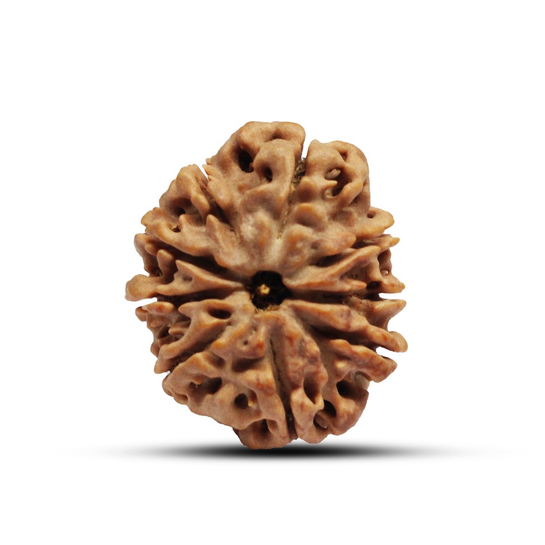 "9 Mukhi Rudraksha from Nepal – A sacred bead representing Goddess Durga, providing strength, courage, and divine protection."