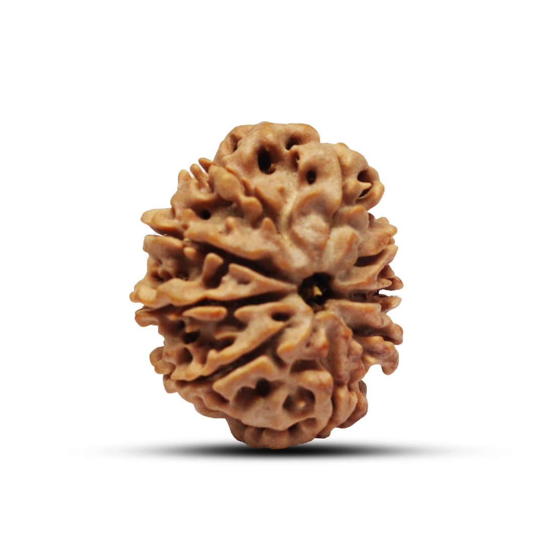"9 Mukhi Rudraksha from Nepal – A sacred bead representing Goddess Durga, providing strength, courage, and divine protection."