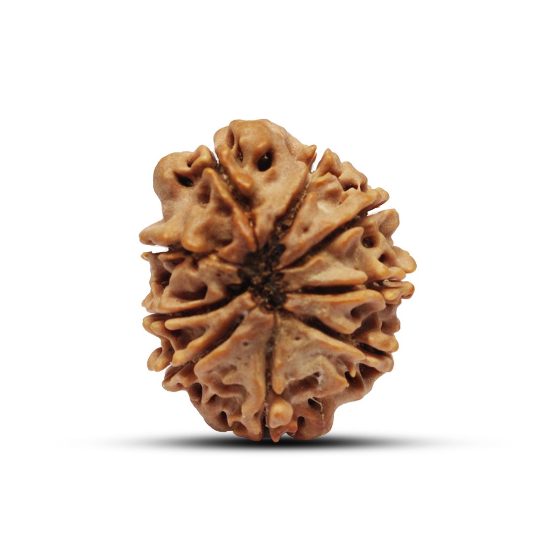 "9 Mukhi Rudraksha from Nepal – A sacred bead representing Goddess Durga, providing strength, courage, and divine protection."