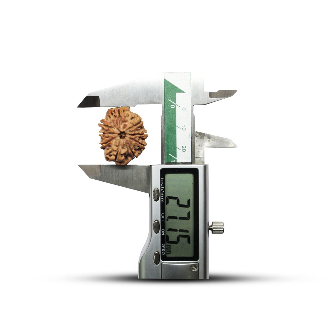 "9 Mukhi Rudraksha from Nepal – A sacred bead representing Goddess Durga, providing strength, courage, and divine protection."