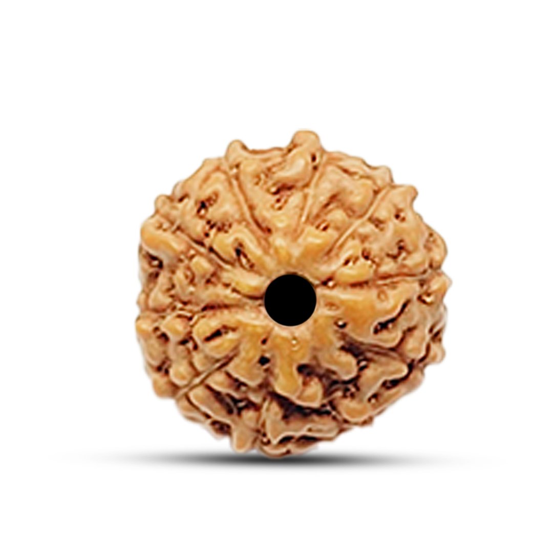 "10 Mukhi Rudraksha from Indonesia – A sacred bead offering divine protection, balance, and spiritual strength."