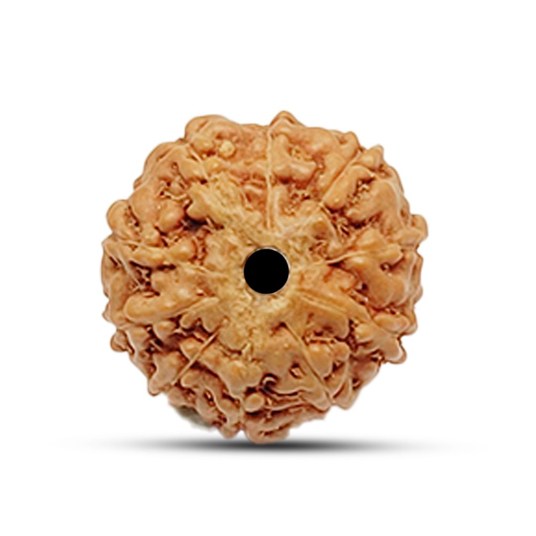 The 10 Mukhi Rudraksha is a divine bead that carries the blessings of Lord Vishnu, the preserver of the universe. This sacred bead is known for its protective energy, shielding the wearer from negative influences, black magic, and obstacles in life. It is believed to provide stability, confidence, and success, making it ideal for professionals, spiritual seekers, and those facing life’s challenges. Sourced from authentic Indonesian Rudraksha trees, this bead enhances mental clarity, emotional strength, and spiritual awareness. It is particularly beneficial for overcoming fear, anxiety, and stress, helping the wearer remain calm and focused in any situation.