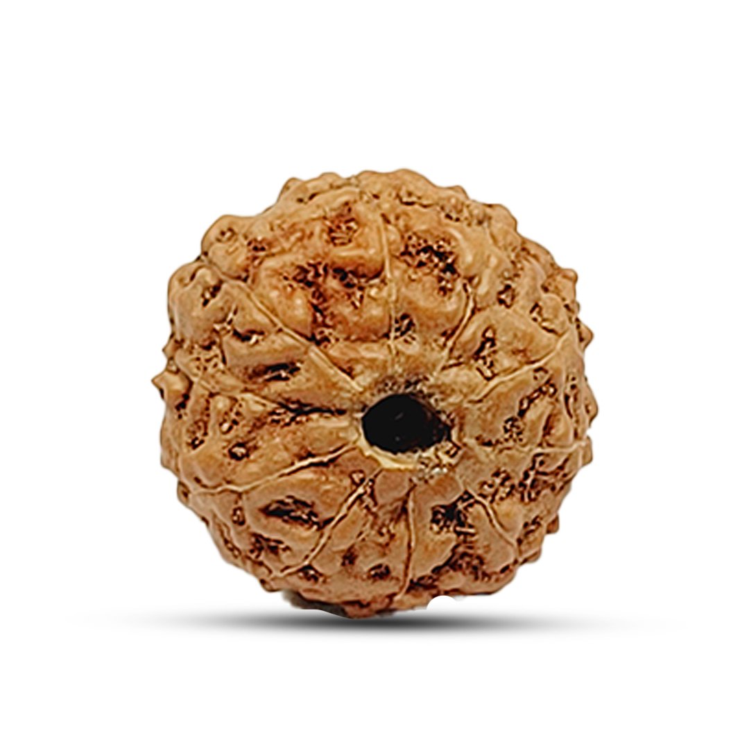 "10 Mukhi Rudraksha from Indonesia – A sacred bead offering divine protection, balance, and spiritual strength."