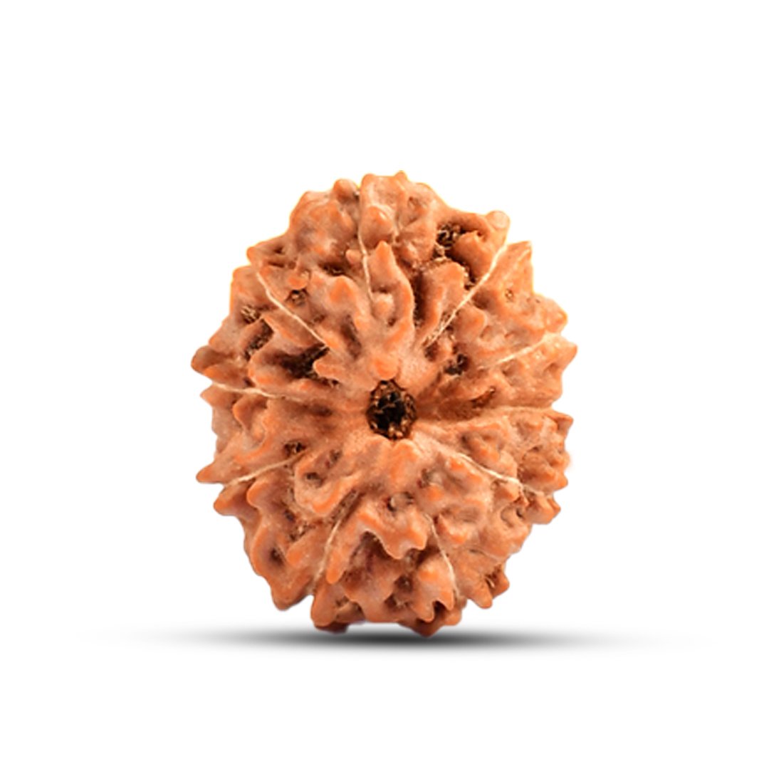 "10 Mukhi Rudraksha from Indonesia – A sacred bead offering divine protection, balance, and spiritual strength."