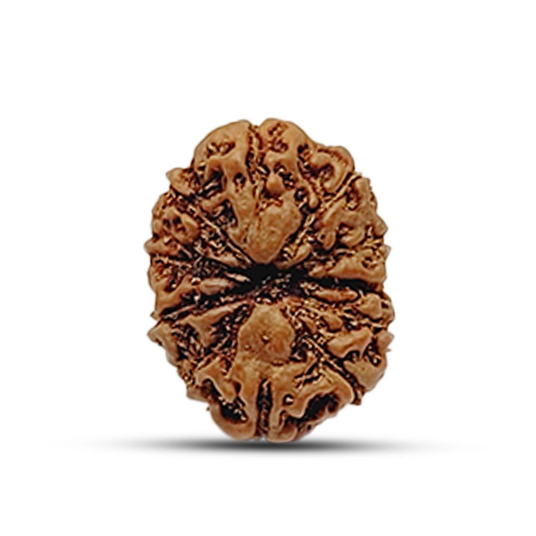 "11 Mukhi Rudraksha from Indonesia – A sacred bead representing Lord Hanuman’s strength, wisdom, and divine protection."