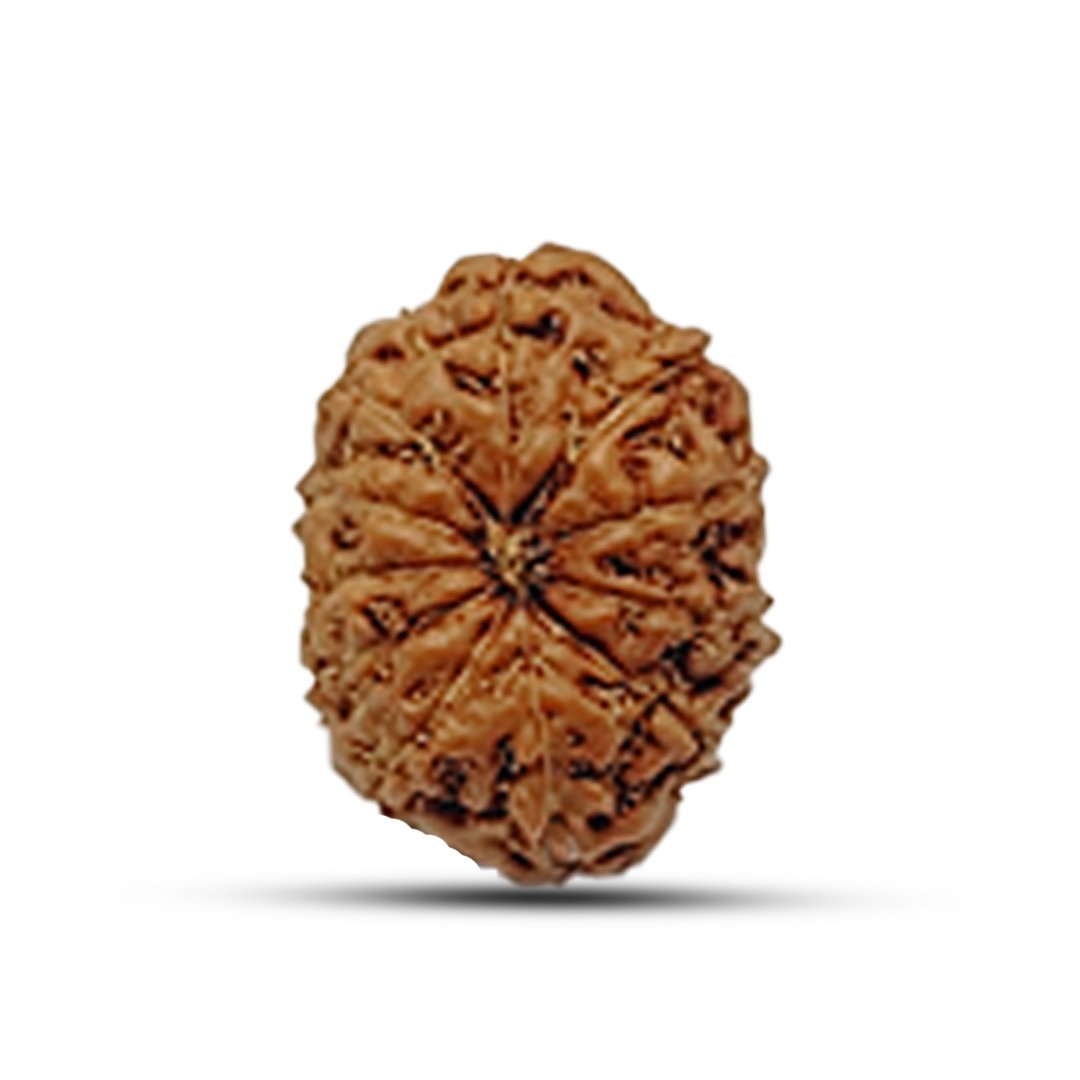 "11 Mukhi Rudraksha from Indonesia – A sacred bead representing Lord Hanuman’s strength, wisdom, and divine protection."