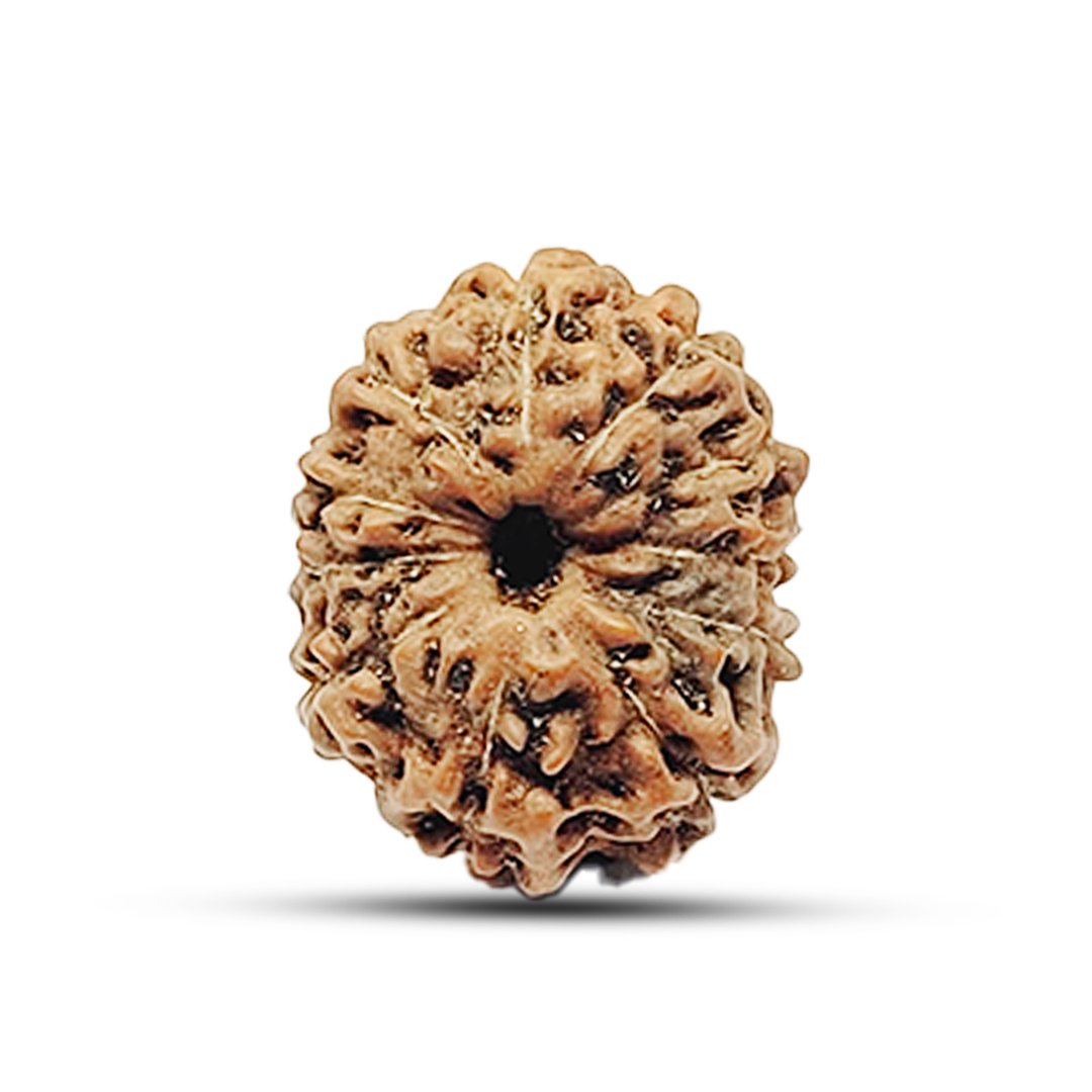 "11 Mukhi Rudraksha from Indonesia – A sacred bead representing Lord Hanuman’s strength, wisdom, and divine protection."
