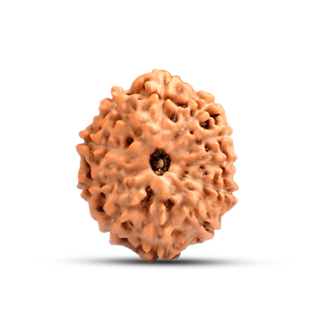 "11 Mukhi Rudraksha from Indonesia – A sacred bead representing Lord Hanuman’s strength, wisdom, and divine protection."