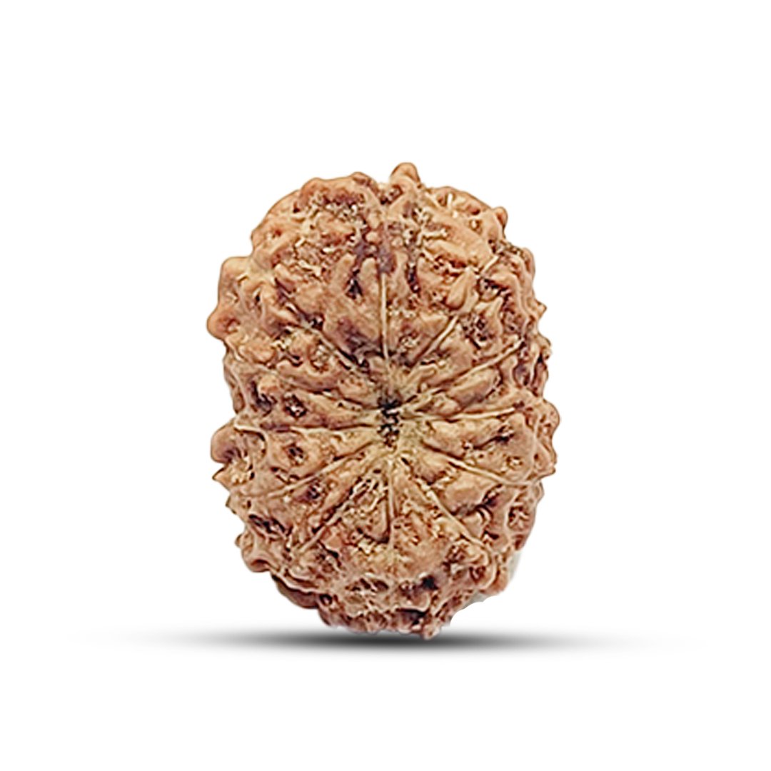 "12 Mukhi Rudraksha from Indonesia – A sacred bead representing the divine energy of Surya Dev (Sun God), enhancing confidence, leadership, and success."