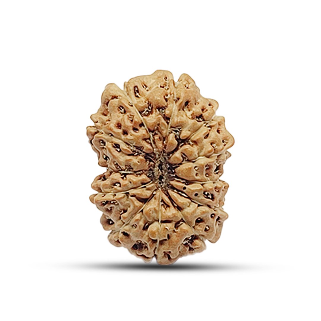 The 12 Mukhi Rudraksha is infused with the divine energy of Surya Dev, bestowing radiance, leadership, and unwavering confidence upon the wearer. It is believed to enhance self-esteem, improve decision-making, and promote prosperity, making it ideal for leaders, entrepreneurs, executives, and individuals in authoritative roles. Sourced from authentic Indonesian Rudraksha trees, this bead energizes the wearer, removing weakness, stress, and negativity, and replacing them with strength, determination, and success. It is particularly beneficial for those who wish to overcome fears, boost vitality, and attract abundance.