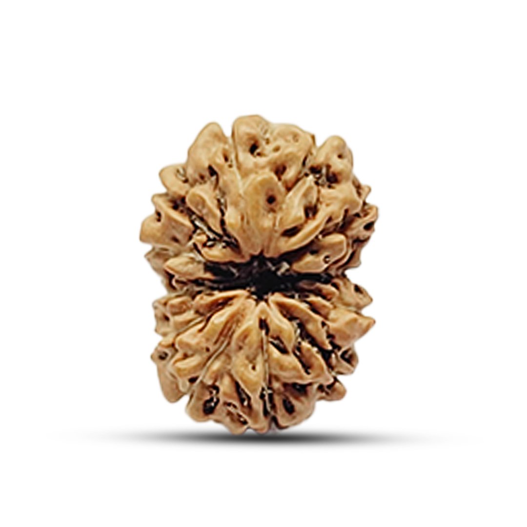 The 12 Mukhi Rudraksha is infused with the divine energy of Surya Dev, bestowing radiance, leadership, and unwavering confidence upon the wearer. It is believed to enhance self-esteem, improve decision-making, and promote prosperity, making it ideal for leaders, entrepreneurs, executives, and individuals in authoritative roles. Sourced from authentic Indonesian Rudraksha trees, this bead energizes the wearer, removing weakness, stress, and negativity, and replacing them with strength, determination, and success. It is particularly beneficial for those who wish to overcome fears, boost vitality, and attract abundance.