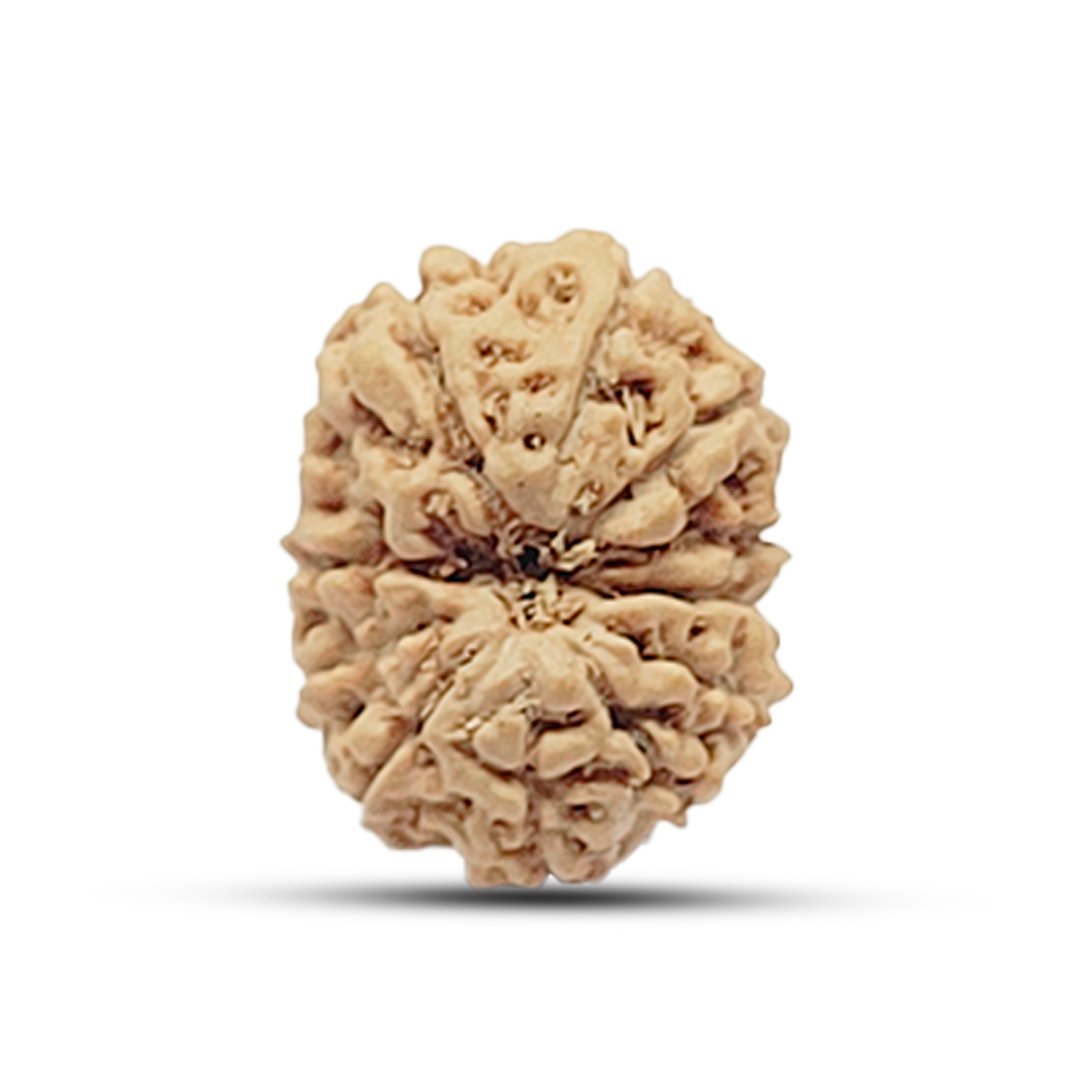 The 12 Mukhi Rudraksha is infused with the divine energy of Surya Dev, bestowing radiance, leadership, and unwavering confidence upon the wearer. It is believed to enhance self-esteem, improve decision-making, and promote prosperity, making it ideal for leaders, entrepreneurs, executives, and individuals in authoritative roles. Sourced from authentic Indonesian Rudraksha trees, this bead energizes the wearer, removing weakness, stress, and negativity, and replacing them with strength, determination, and success. It is particularly beneficial for those who wish to overcome fears, boost vitality, and attract abundance.