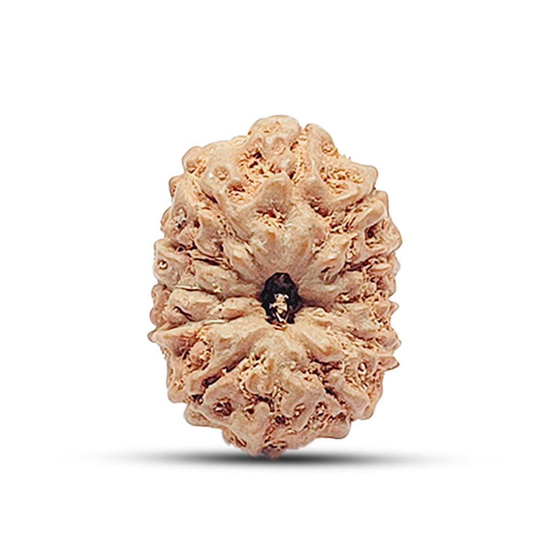 The 12 Mukhi Rudraksha is infused with the divine energy of Surya Dev, bestowing radiance, leadership, and unwavering confidence upon the wearer. It is believed to enhance self-esteem, improve decision-making, and promote prosperity, making it ideal for leaders, entrepreneurs, executives, and individuals in authoritative roles. Sourced from authentic Indonesian Rudraksha trees, this bead energizes the wearer, removing weakness, stress, and negativity, and replacing them with strength, determination, and success. It is particularly beneficial for those who wish to overcome fears, boost vitality, and attract abundance.